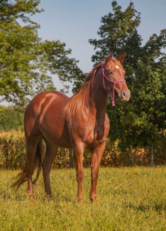 HorseID: 2303096 Spoonfuloroses - PhotoID: 1085627