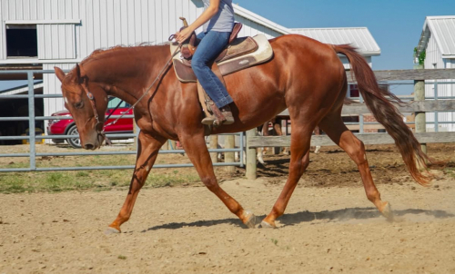 HorseID: 2303096 Spoonfuloroses - PhotoID: 1085628