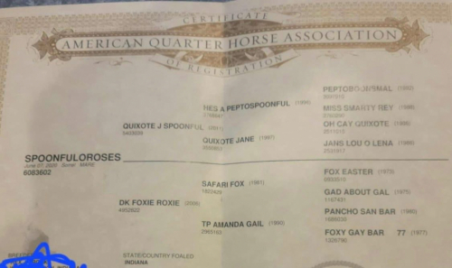 HorseID: 2303096 Spoonfuloroses - PhotoID: 1085630