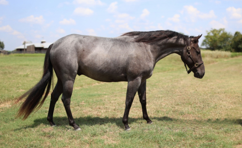 HorseID: 2303102 Something Blue - PhotoID: 1085636