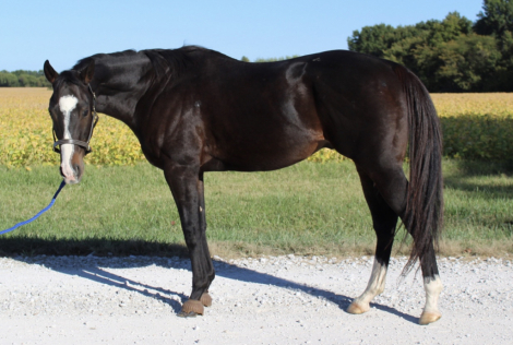 HorseID: 2303103 A Bit Much - PhotoID: 1085637