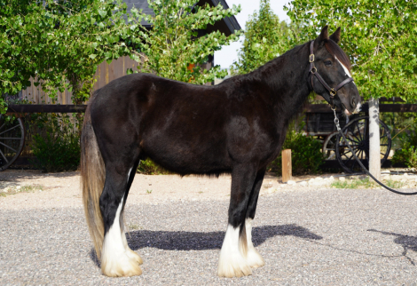 HorseID: 2303104 Calvary Trooper - PhotoID: 1085639