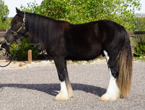 HorseID: 2303104 Calvary Trooper - PhotoID: 1085640