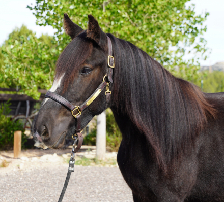 HorseID: 2303104 Calvary Trooper - PhotoID: 1085641