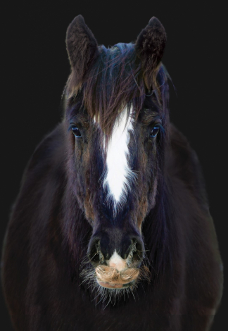 HorseID: 2303104 Calvary Trooper - PhotoID: 1085642