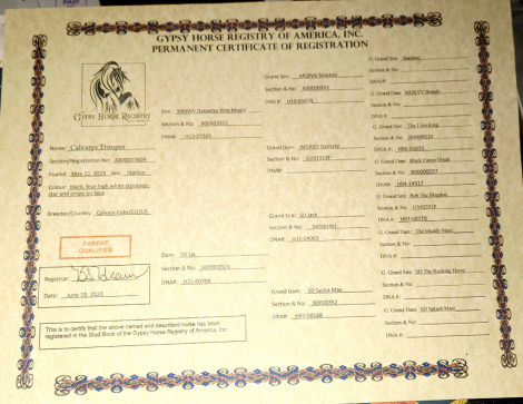 HorseID: 2303104 Calvary Trooper - PhotoID: 1085643