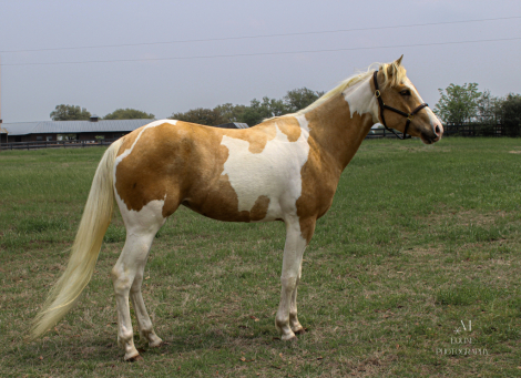 HorseID: 2303106 Selene Ghost Artist - PhotoID: 1085644