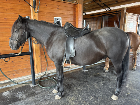 HorseID: 2303108 Galante IALHA - PhotoID: 1085645