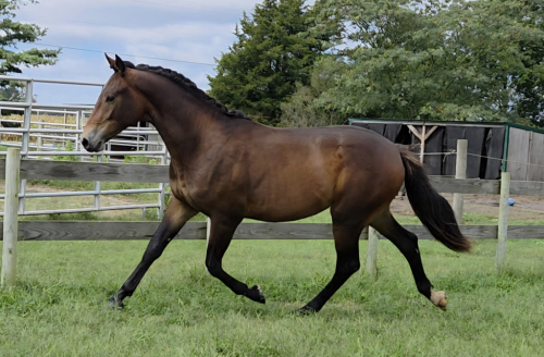 HorseID: 2303110 Satori - PhotoID: 1085647