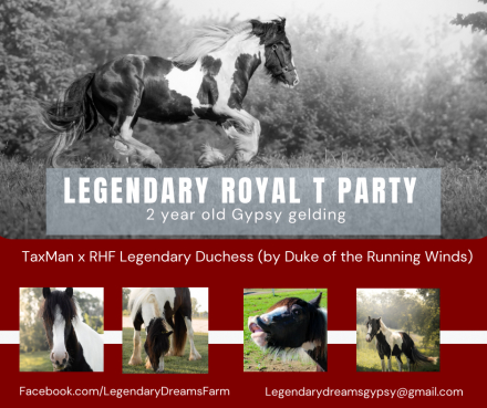 HorseID: 2303112 Legendary Royal T Party - PhotoID: 1085648