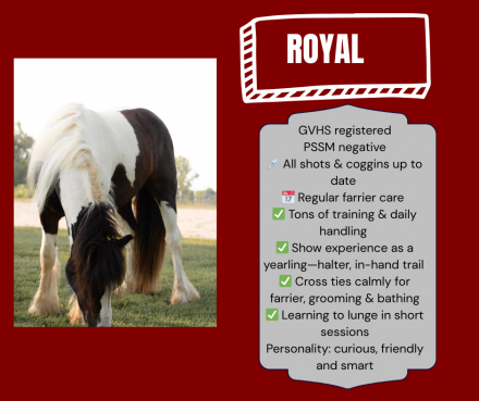HorseID: 2303112 Legendary Royal T Party - PhotoID: 1085649