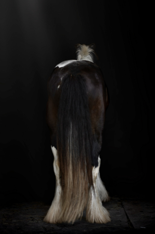 HorseID: 2303112 Legendary Royal T Party - PhotoID: 1085650