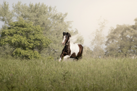 HorseID: 2303112 Legendary Royal T Party - PhotoID: 1085651