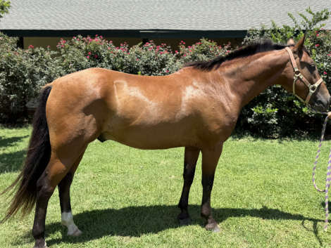 HorseID: 2303114 Triple B’s Gotta Skedaddle - PhotoID: 1085658