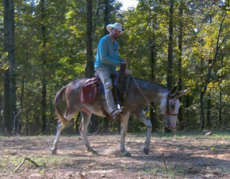 HorseID: 2303118 Della - PhotoID: 1085660