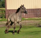 HorseID: 2303119 Bartenders Boujee Flare - PhotoID: 1085661