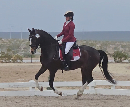 HorseID: 2303120 Omaro - PhotoID: 1085662