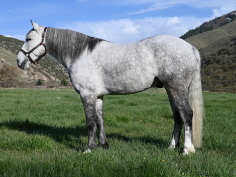 HorseID: 2303124 WFR Sin City Mister - PhotoID: 1085663