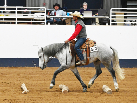 HorseID: 2303124 WFR Sin City Mister - PhotoID: 1085664