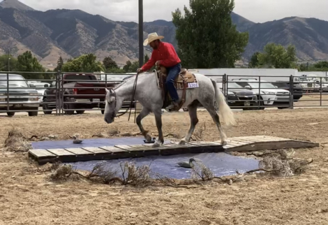 HorseID: 2303124 WFR Sin City Mister - PhotoID: 1085665