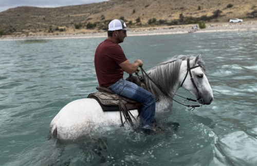 HorseID: 2303124 WFR Sin City Mister - PhotoID: 1085666