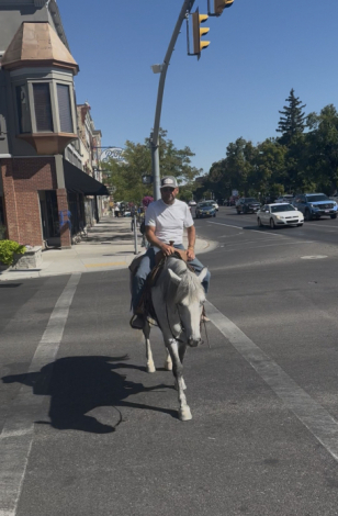 HorseID: 2303124 WFR Sin City Mister - PhotoID: 1085667