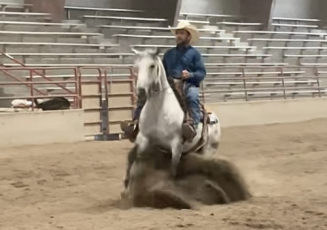 HorseID: 2303124 WFR Sin City Mister - PhotoID: 1085668