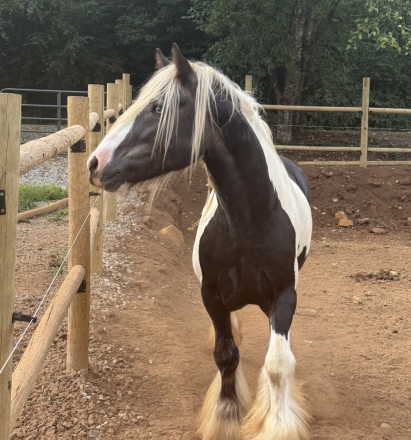 HorseID: 2303125 Whiskey River Patron Silver - PhotoID: 1085669