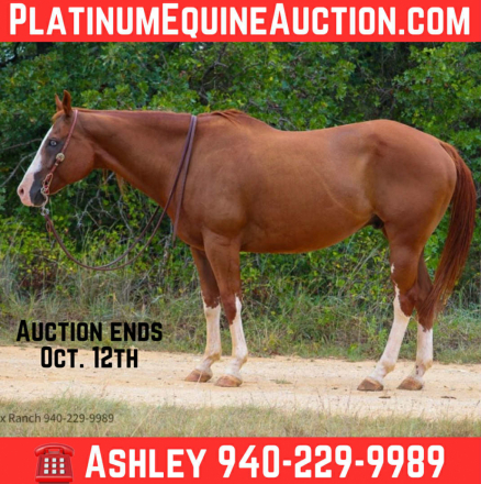 HorseID: 2303126 Zippos Crash - PhotoID: 1085713