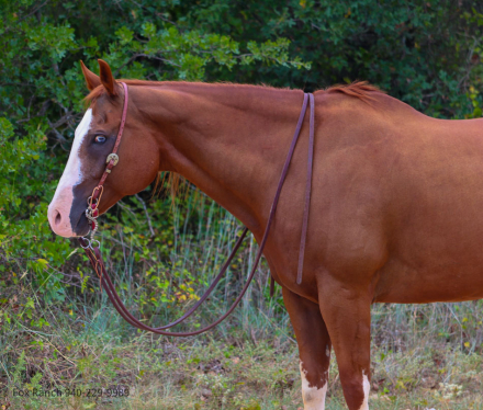 HorseID: 2303126 Zippos Crash - PhotoID: 1085714