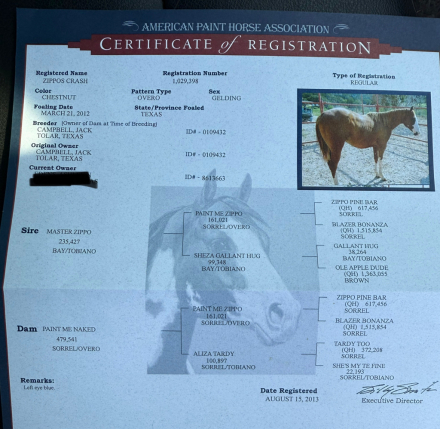 HorseID: 2303126 Zippos Crash - PhotoID: 1085716