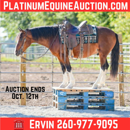 HorseID: 2303128 Clyde PSS - PhotoID: 1085705