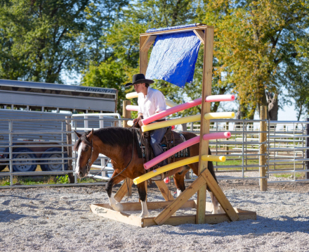 HorseID: 2303128 Clyde PSS - PhotoID: 1085706