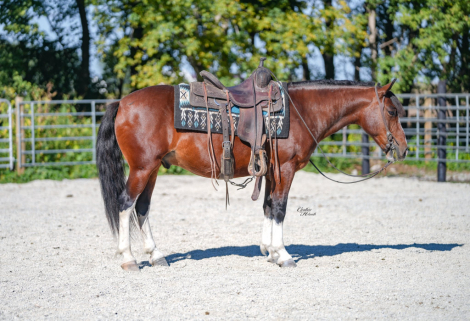 HorseID: 2303128 Clyde PSS - PhotoID: 1085708