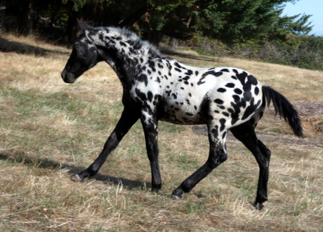 HorseID: 2303129 Poplars Royal Berenger - PhotoID: 1085670