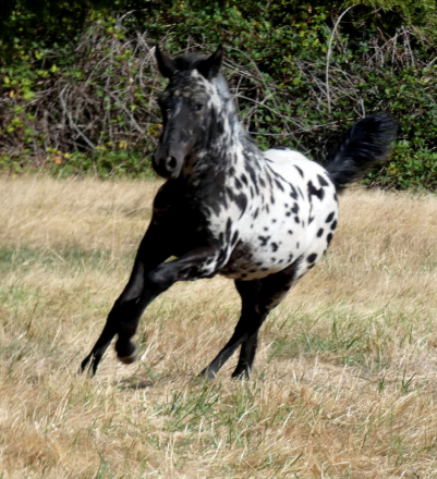 HorseID: 2303129 Poplars Royal Berenger - PhotoID: 1085671