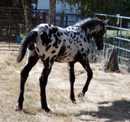 HorseID: 2303129 Poplars Royal Berenger - PhotoID: 1085672