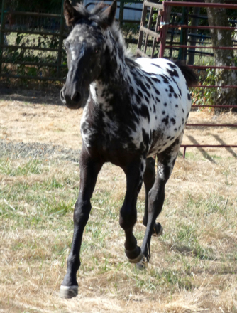 HorseID: 2303129 Poplars Royal Berenger - PhotoID: 1085673