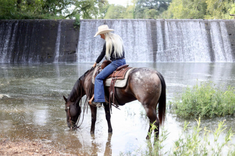 HorseID: 2303130 Applejack TG - PhotoID: 1085698