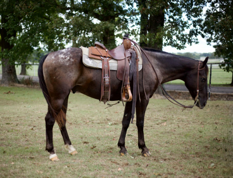 HorseID: 2303130 Applejack TG - PhotoID: 1085700