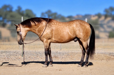 HorseID: 2303130 HIGH ROLLER - PhotoID: 1098975