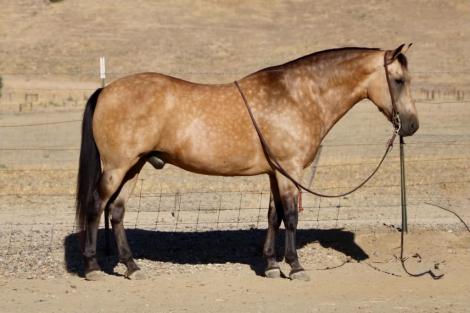 HorseID: 2303130 HIGH ROLLER - PhotoID: 1098976