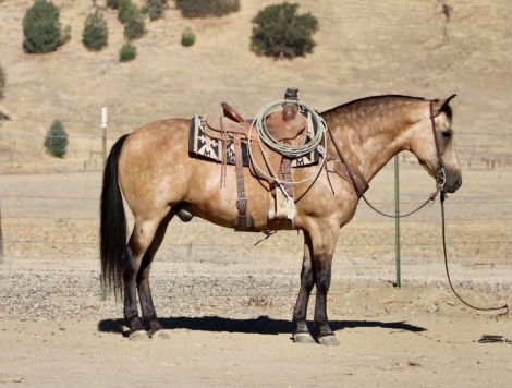 HorseID: 2303130 HIGH ROLLER - PhotoID: 1098977
