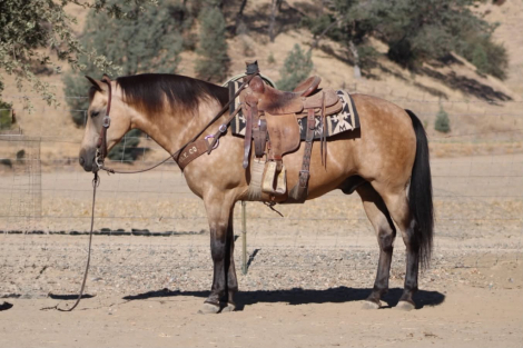 HorseID: 2303130 HIGH ROLLER - PhotoID: 1098978