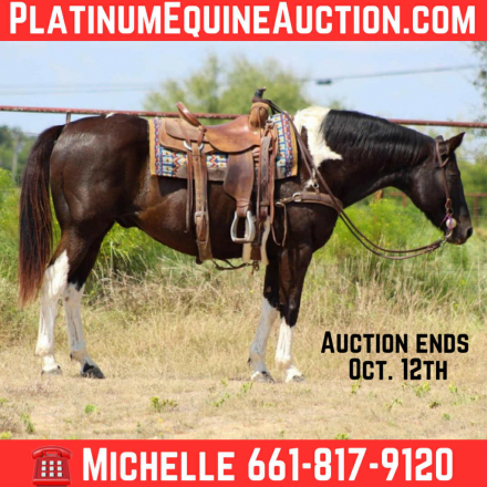 HorseID: 2303134 Brisket M$ - PhotoID: 1085701