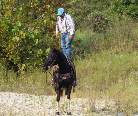 HorseID: 2303134 Brisket M$ - PhotoID: 1085702