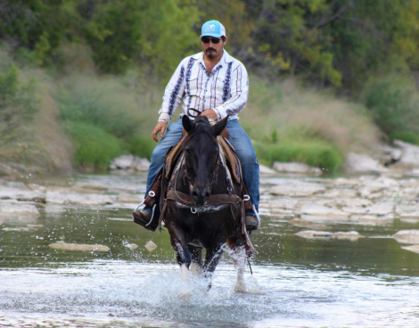 HorseID: 2303134 Brisket M$ - PhotoID: 1085703