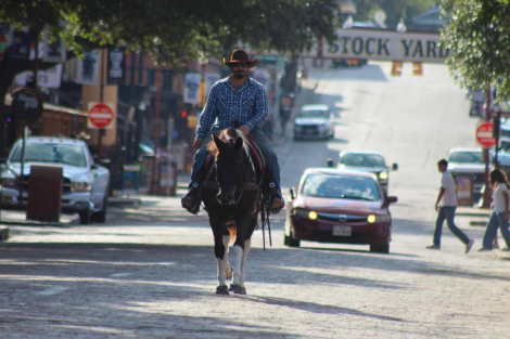 HorseID: 2303134 Brisket M$ - PhotoID: 1085704