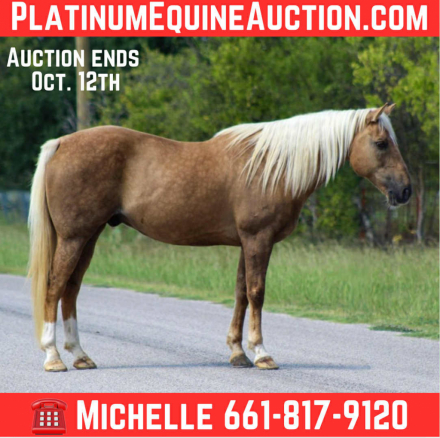 HorseID: 2303135 First Down Firen M$ - PhotoID: 1085709