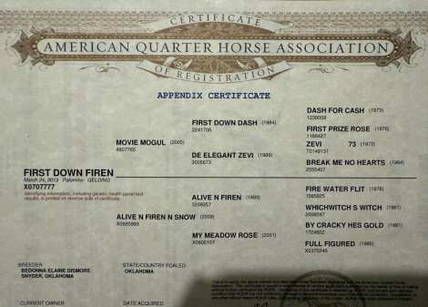 HorseID: 2303135 First Down Firen M$ - PhotoID: 1085710